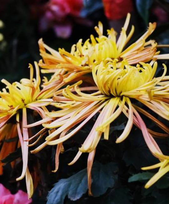 菊花是什么季节开放的？秋季赏菊全攻略