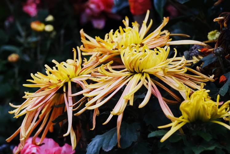菊花是什么季节开放的？秋季赏菊全攻略