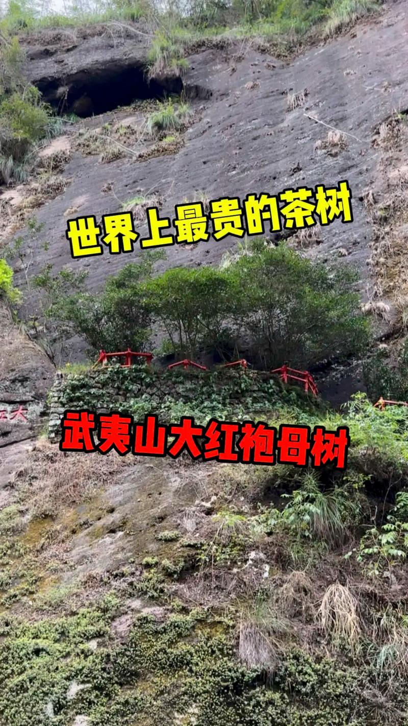 大红袍母树价格参考:2025年茶苗与茶叶行情全解析 数量因素:批发量越大,单价越低