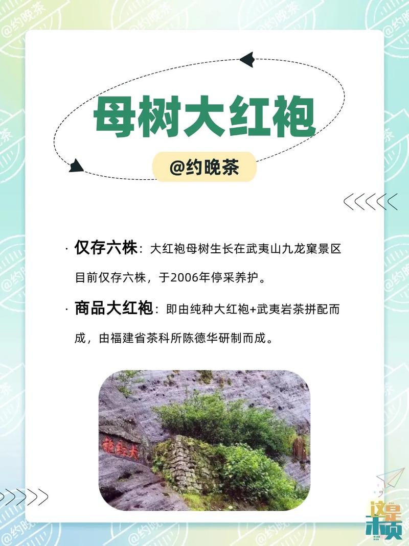 大红袍母树价格参考:2025年茶苗与茶叶行情全解析 大红袍母树相关产品价格参考表