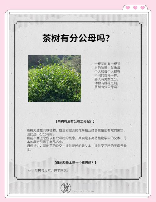 大红袍母树价格参考:2025年茶苗与茶叶行情全解析 常见问题FAQ(与正文一致)