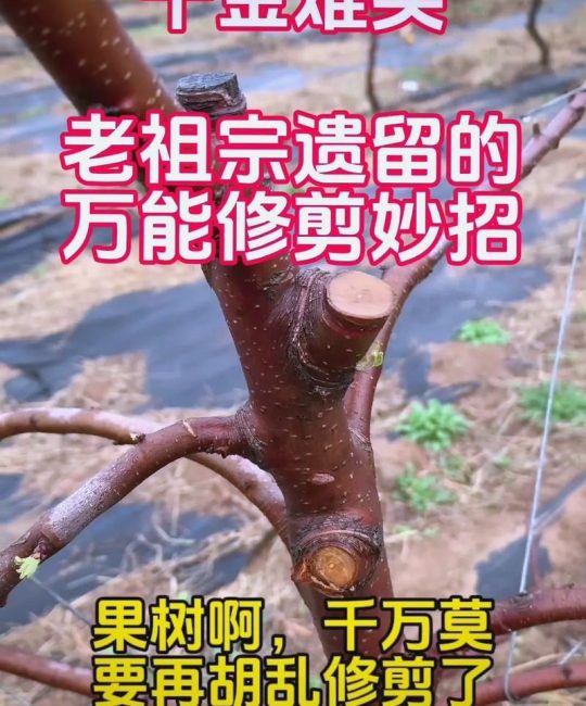 樱桃树修剪方法详解：从树形整形到日常修剪全攻略