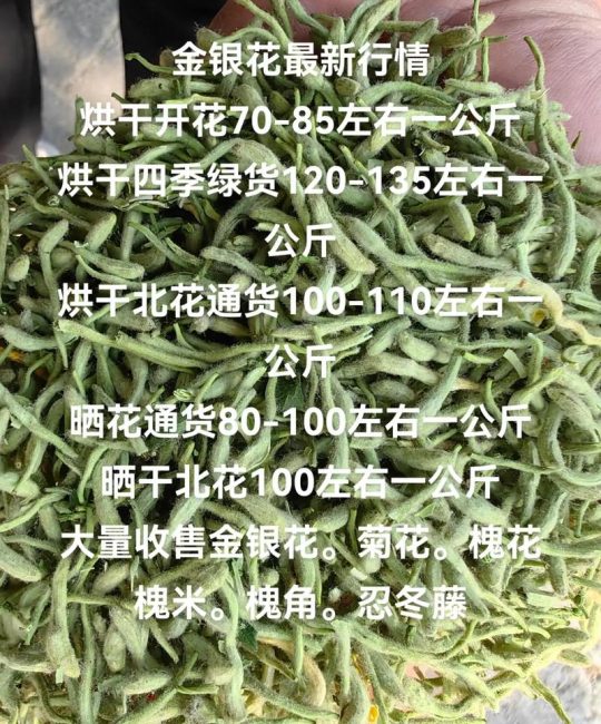 2024年金银花市场价格是多少钱一斤？最新报价与影响因素全解析