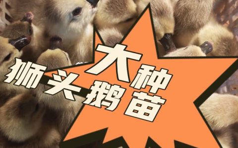 真正的狮头鹅苗多少钱一只？2025年最新价格参考与影响因素分析