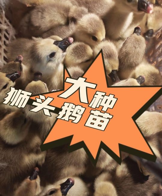 真正的狮头鹅苗多少钱一只？2025年最新价格参考与影响因素分析