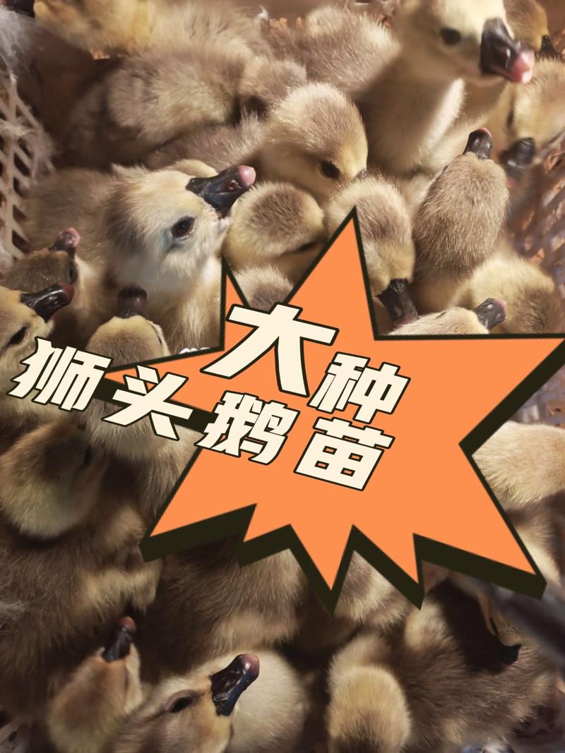 真正的狮头鹅苗多少钱一只?2025年最新价格参考与影响因素分析 价格快速参考