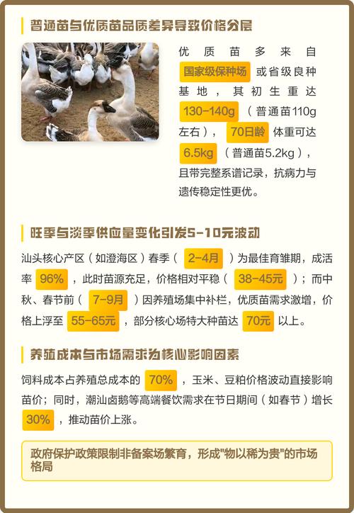 真正的狮头鹅苗多少钱一只?2025年最新价格参考与影响因素分析 产地:主产区与次产区价差明显