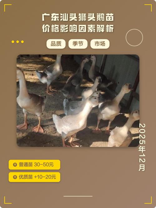 真正的狮头鹅苗多少钱一只?2025年最新价格参考与影响因素分析 价格影响因素汇总表