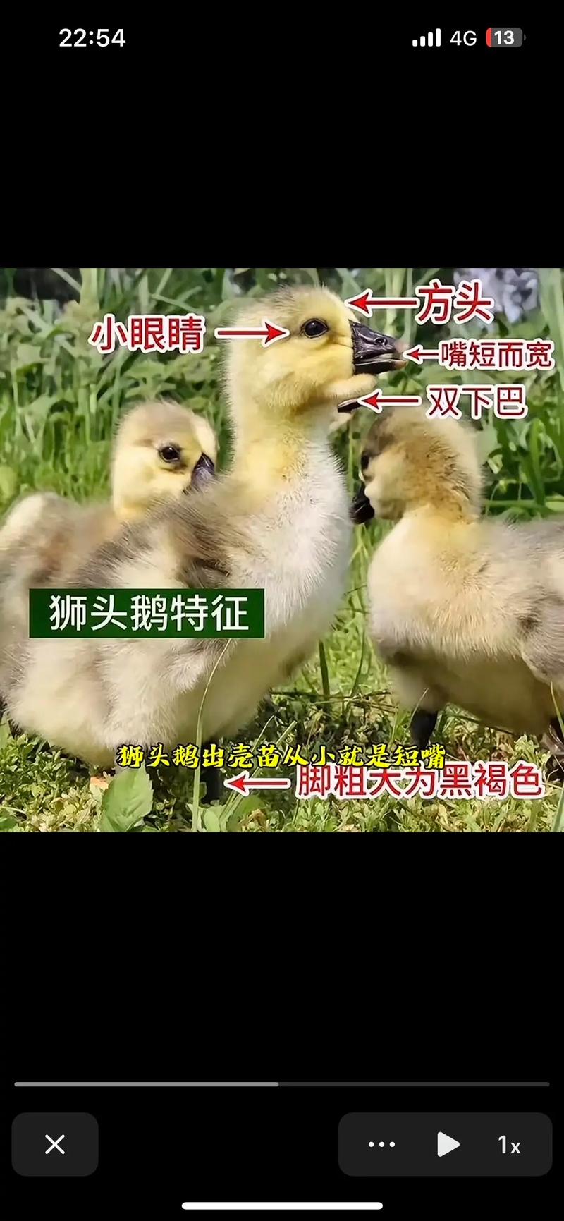 真正的狮头鹅苗多少钱一只?2025年最新价格参考与影响因素分析 咨询指南:获取您的专属报价