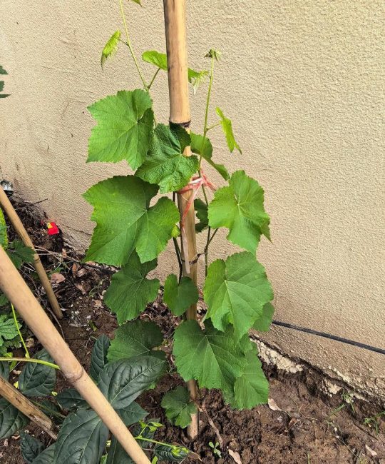 葡萄苗6月份能栽活吗？夏季葡萄种植全攻略