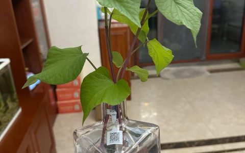 刚栽的红薯苗多少天能活？详解成活时间与养护技巧