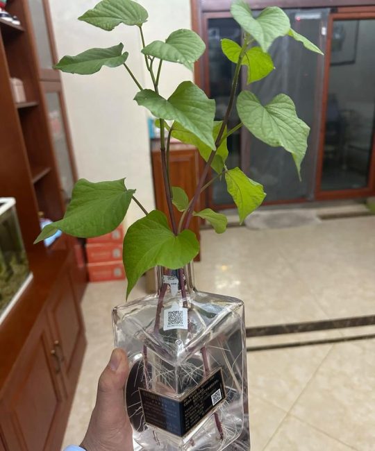 刚栽的红薯苗多少天能活？详解成活时间与养护技巧