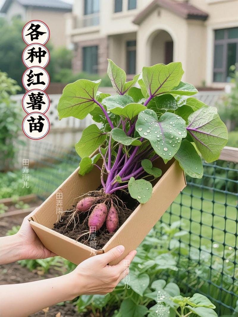 刚栽的红薯苗多少天能活?详解成活时间与养护技巧 影响红薯苗成活的关键因素