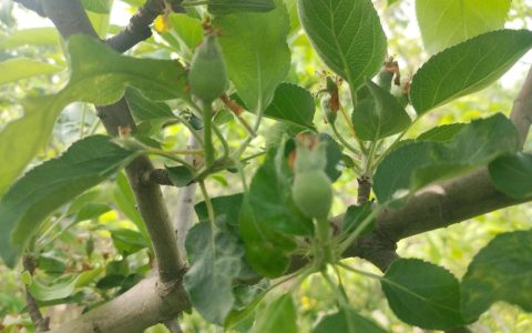 苹果树高效疏果的黄金法则：精准留果与核心操作步骤