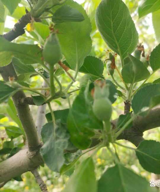苹果树高效疏果的黄金法则：精准留果与核心操作步骤