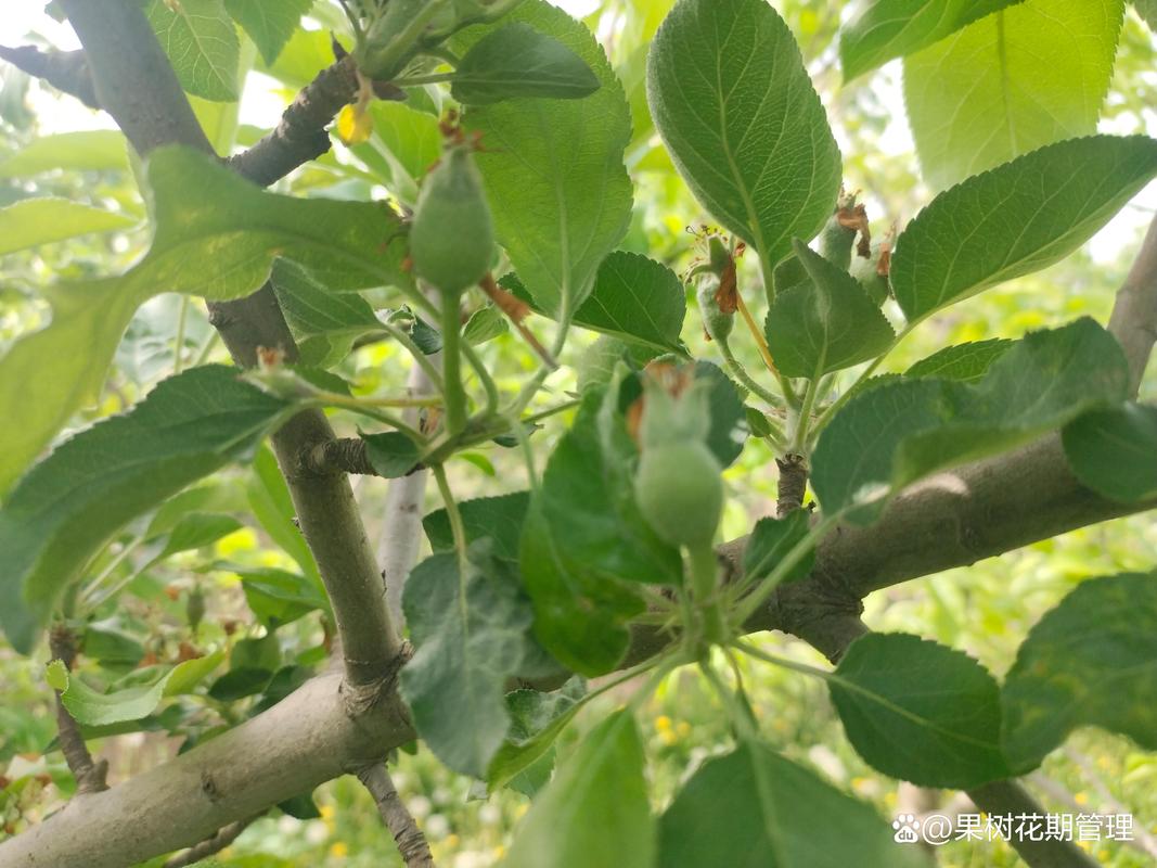 苹果树高效疏果的黄金法则:精准留果与核心操作步骤 苹果树高效疏果的黄金法则:精准留果与核心操作步骤
