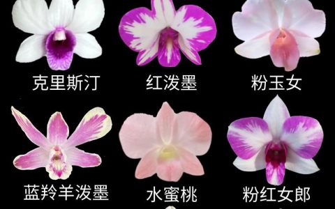 石斛的品种有多少种？4大主流家族对比与选购指南