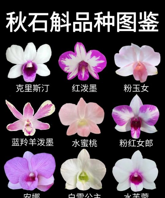 石斛的品种有多少种？4大主流家族对比与选购指南