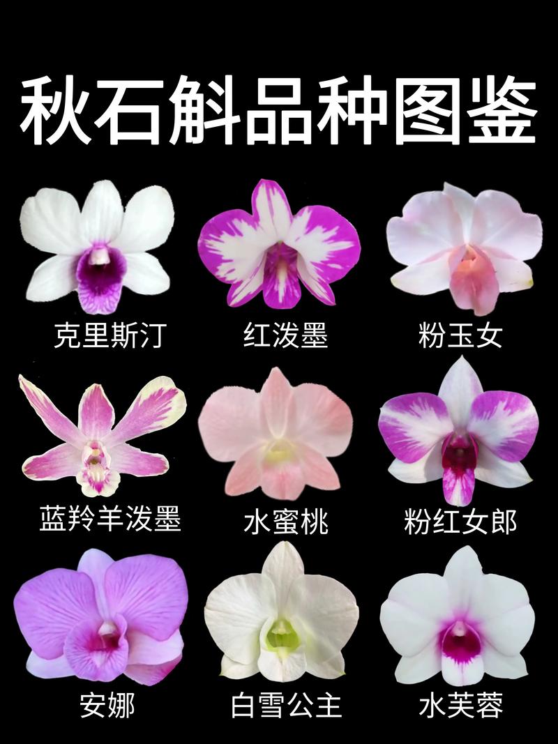 石斛的品种有多少种?4大主流家族对比与选购指南 石斛的品种有多少种?4大主流家族对比与选购指南