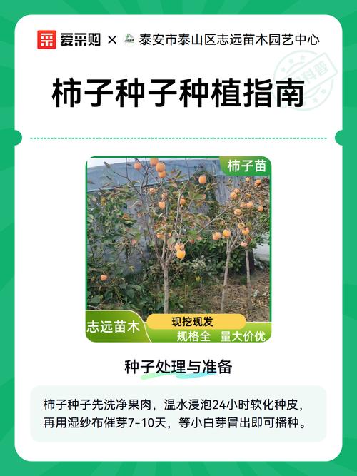 柿子怎么种植?从选苗到成活的7步全攻略 成活注意事项:萎蔫立即检查,缓苗后逐步增加光照