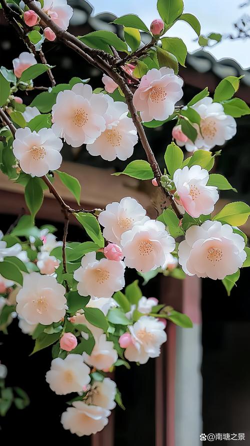 最漂亮的花是什么花?这朵花被称为“夏日美人”,美到令人窒息 最漂亮的花是什么花?这朵花被称为“夏日美人”,美到令人窒息