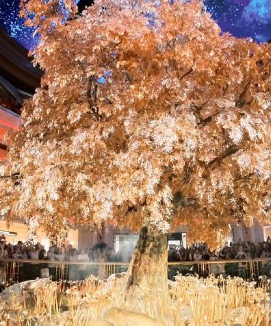 澳门永利发财树价值多少钱？价格影响因素与选购指南