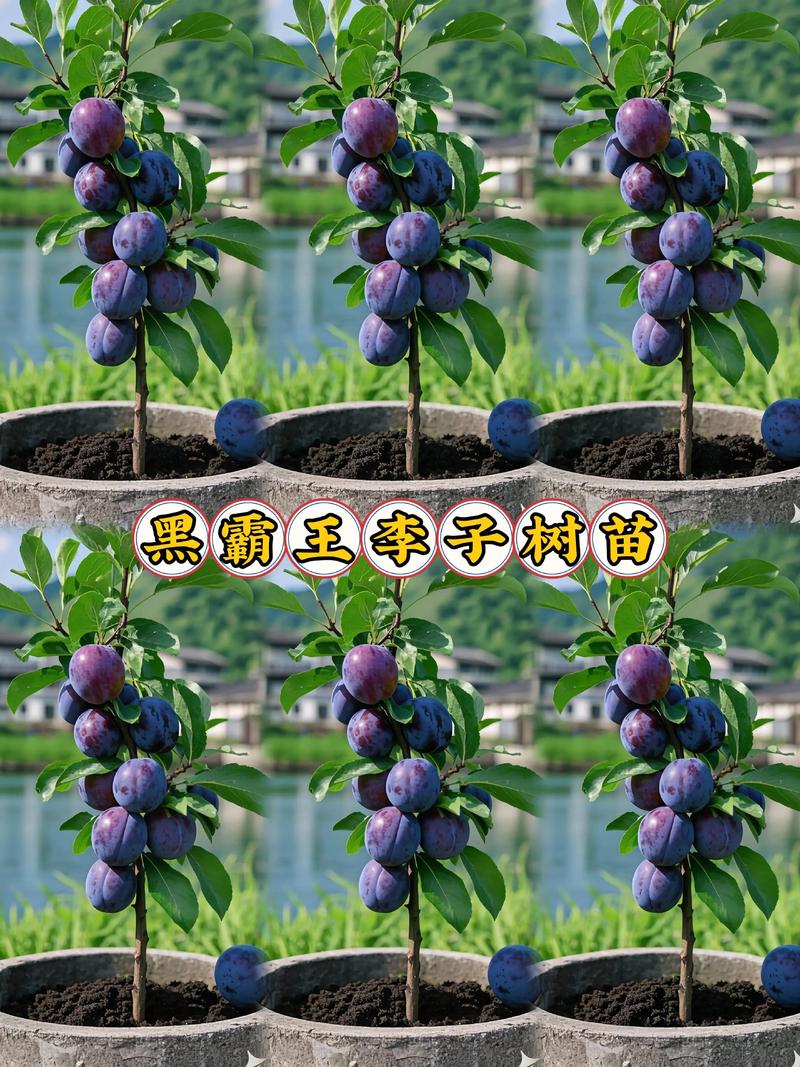 脆李子苗多少钱?2026年最新价格参考与选购指南 数量与运输:批发价格与装车成本