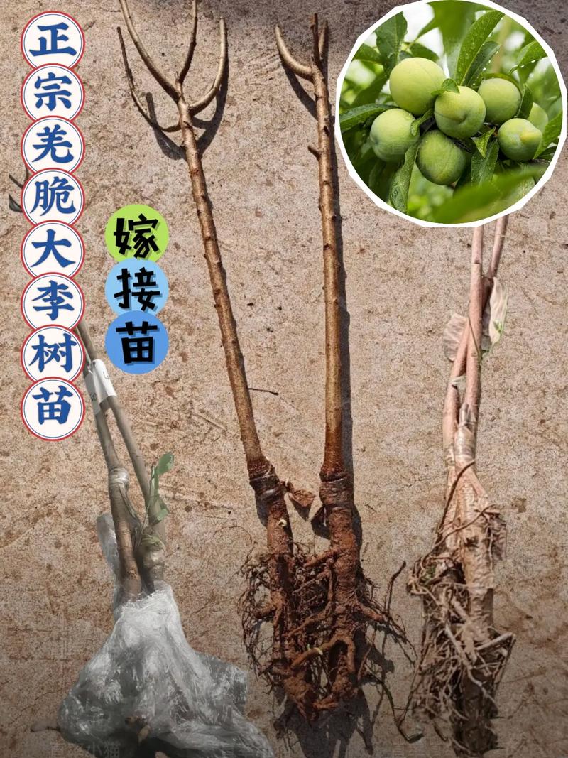 脆李子苗多少钱?2026年最新价格参考与选购指南 咨询指南