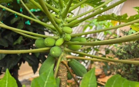 木瓜怎么结果？全面解析木瓜花期与促果技术