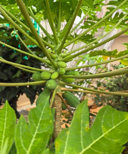 木瓜怎么结果？全面解析木瓜花期与促果技术