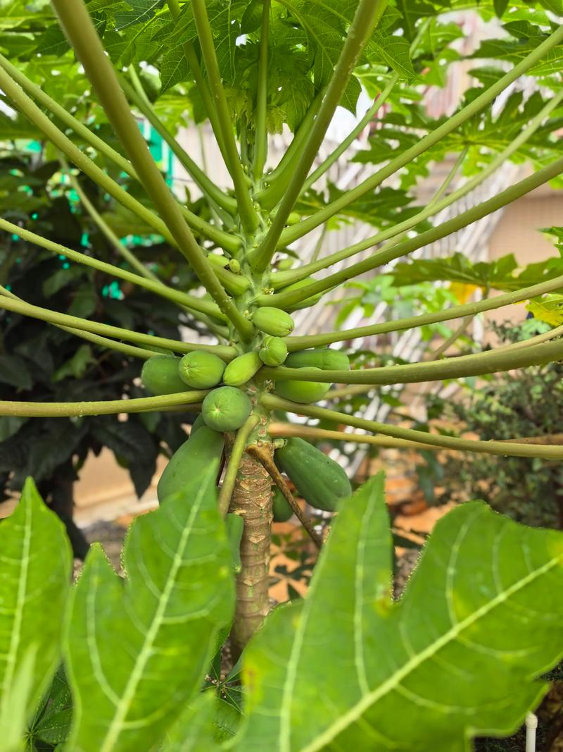 木瓜怎么结果?全面解析木瓜花期与促果技术 木瓜怎么结果?全面解析木瓜花期与促果技术