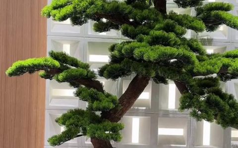 松树树形与庭院应用全解析：如何准确形容及选购移栽要点
