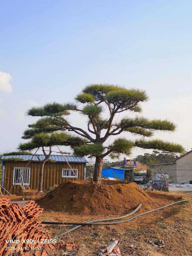 松树树形与庭院应用全解析:如何准确形容及选购移栽要点 行道树与庭院应用规格