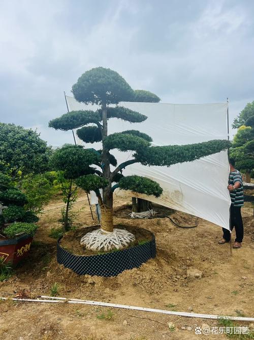 松树树形与庭院应用全解析:如何准确形容及选购移栽要点 修剪与长期管理
