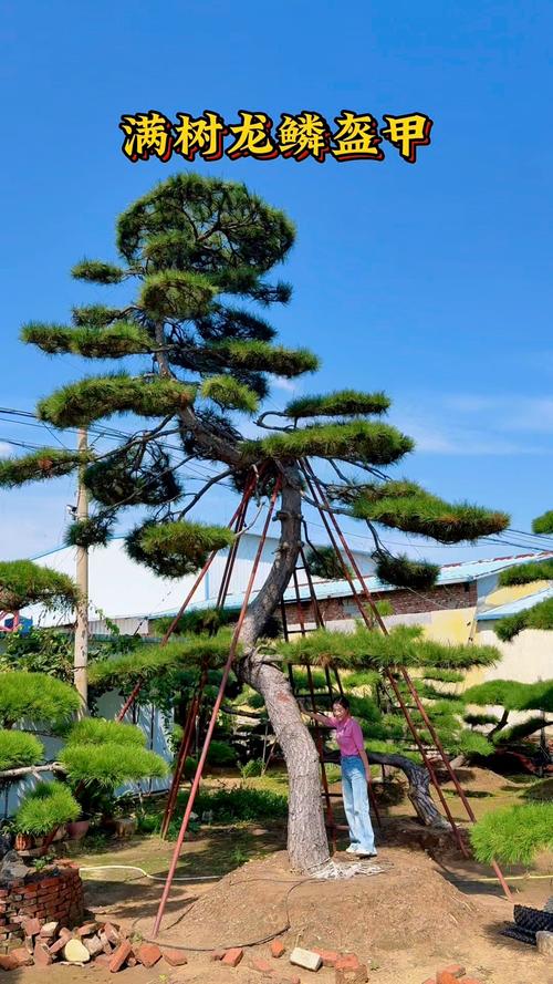 松树树形与庭院应用全解析:如何准确形容及选购移栽要点 总结