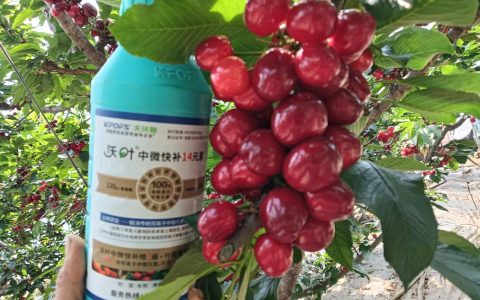 樱桃全年科学施肥管理方案与种植指南