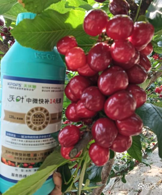 樱桃全年科学施肥管理方案与种植指南