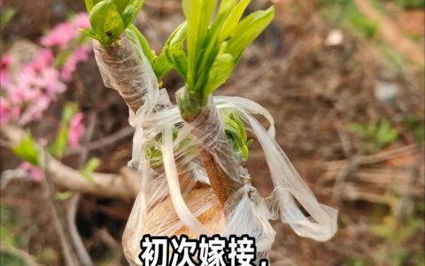桃树可以嫁接樱桃树吗？嫁接方法与技术详解