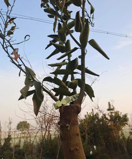 香橼树嫁接果树指南：最佳砧穗组合与操作技术详解