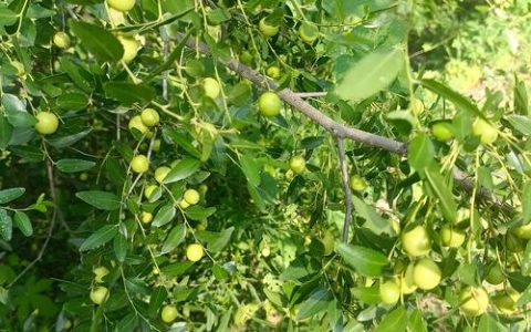 酸枣东北能种植吗？一份详细的适应性与种植指南