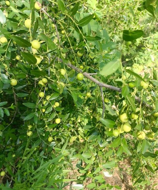 酸枣东北能种植吗？一份详细的适应性与种植指南