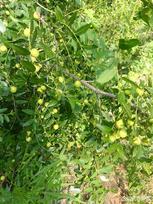 酸枣东北能种植吗?一份详细的适应性与种植指南 酸枣东北能种植吗?一份详细的适应性与种植指南