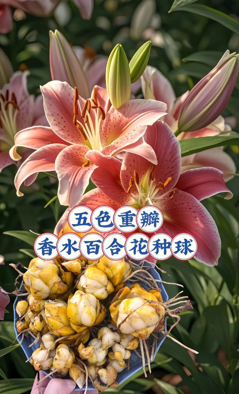 百合花怎么种植方法?从种球处理到开花的7步实操指南 百合花怎么种植方法?从种球处理到开花的7步实操指南