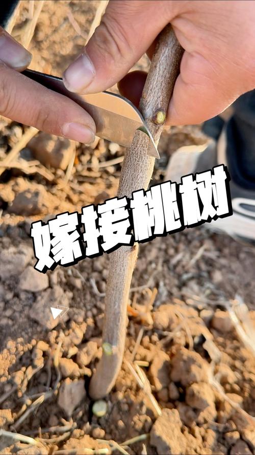 五、冬季嫁接与春季嫁接的对比