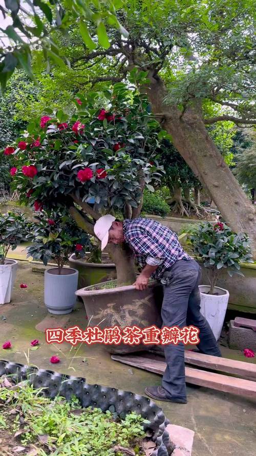 茶花能长成大树吗?揭秘茶花树形养成与庭院乔木化栽培全攻略 常见问题(FAQ)
