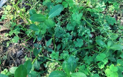 水花生是水生植物吗？与池塘河道应用全解析