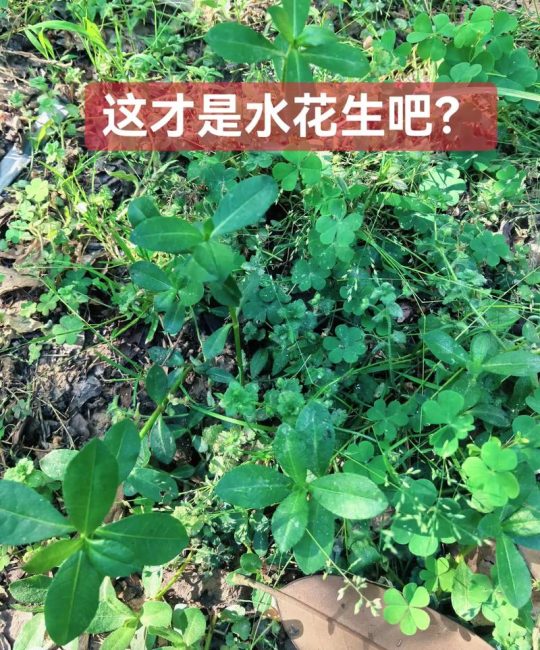 水花生是水生植物吗？与池塘河道应用全解析