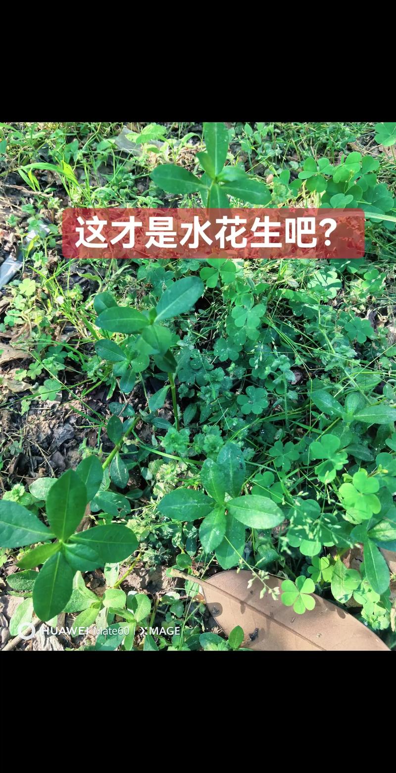 水花生是水生植物吗？与池塘河道应用全解析