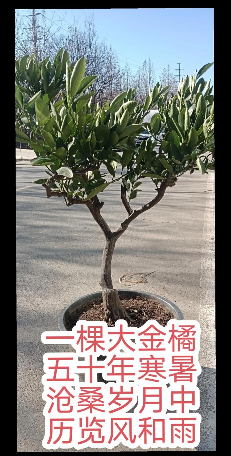 桔子树赔偿价格多少钱一棵?2025年补偿参考与影响因素 影响因素四:数量