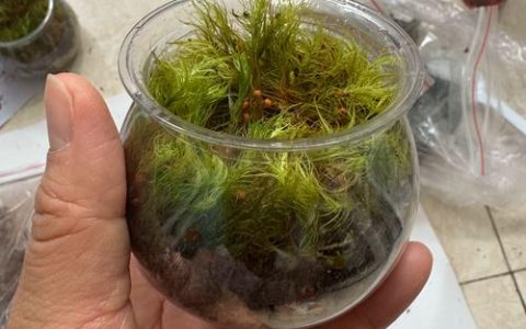水苔可以加土里养花吗？一文说清利弊与正确用法